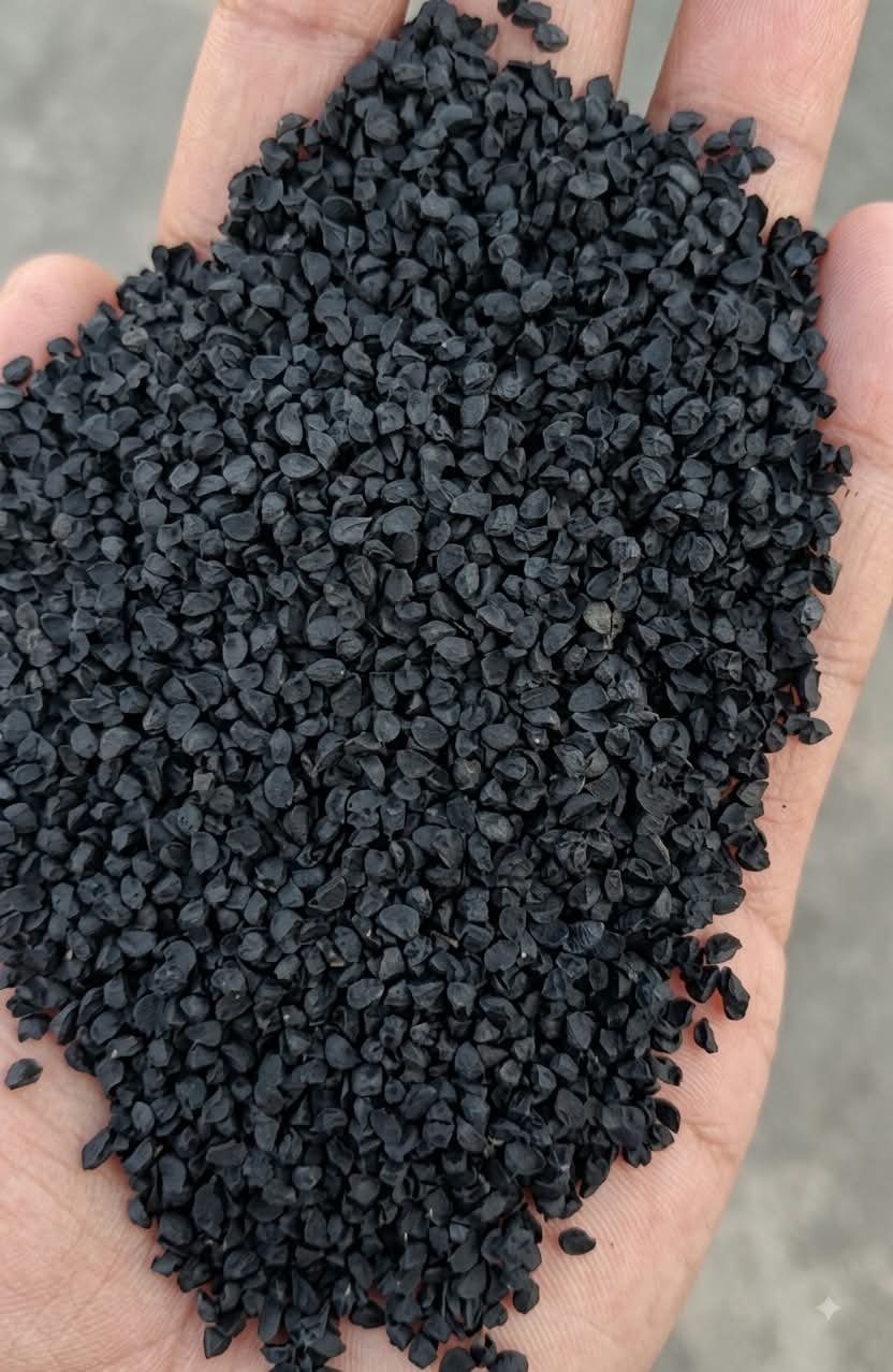 ONION SEEDS