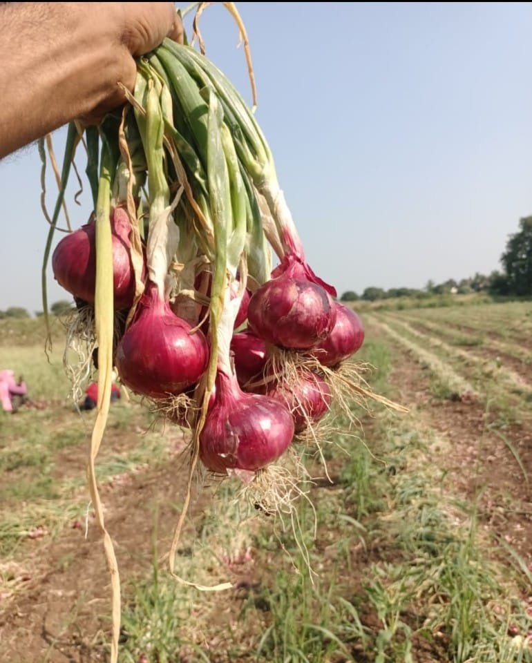 ONION SEEDS