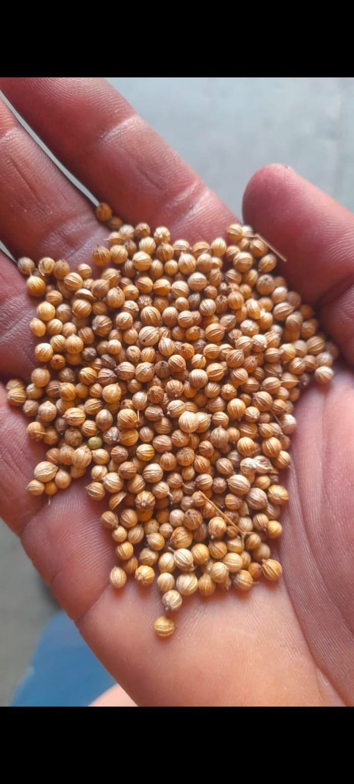 CORIANDER SEEDS